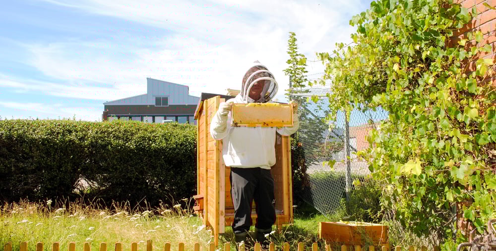 Biodlare bär en vaxkaka från en bikupa.