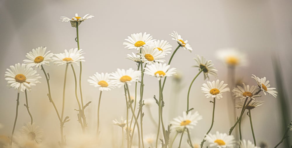 Blommor, prästkragar