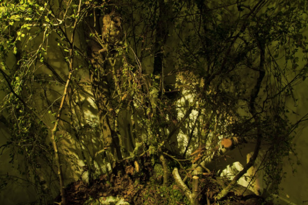 Inomhusskog Lova Delfin